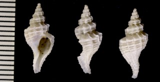 ツノオリイレの仲間 アイスランド Boreotrophon barvicensis small