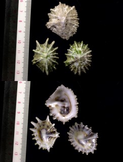 ホウライカラマツ 蓬莱落葉松 Siphonaria siquijorensis small