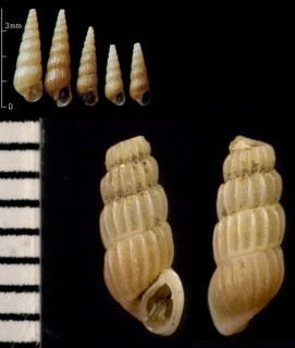 キュウシュウクビキレガイ Truncatella kiusiuensis aff. small