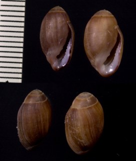 アツクチハマシイノミ Melampus cristatus small