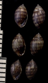 ムシボタルハマシイノミ Melampus sp. small