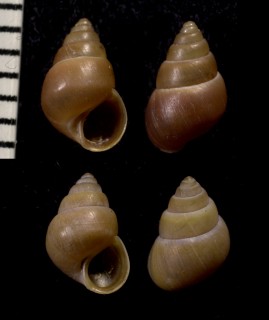 ウスイロヘソカドガイ Paludinella stricta small