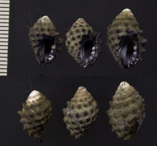 フトコロレイシダマシ Morula mutica small
