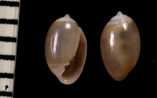 コデマリナギサノシタタリ Microtralia sp. small