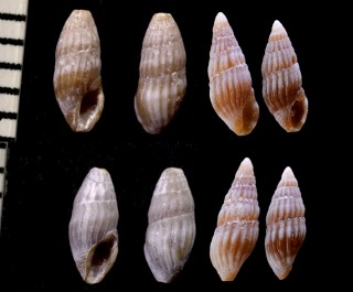 ノミクダマキ Clavus pusilla small