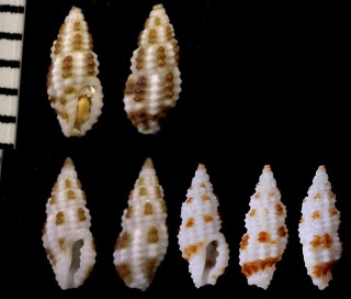 チチジマコウシツブ Kermia bernardi small
