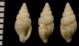 ツムガタコウシツブ Philbertia rufolirata small