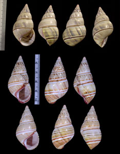 ファルコンイトヒキマイマイ Liguus fasciatus falconi small
