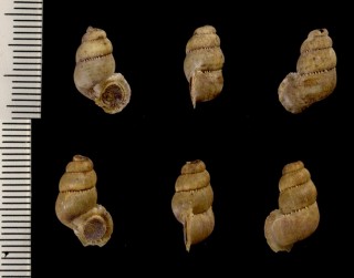 バハマクチヒレの仲間 Opisthosiphon pupoides bibijaguaensis small