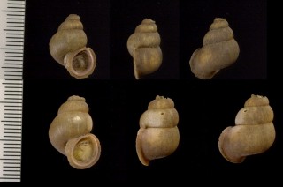 キューバのクチヒレガイ02 Chondrothyrium barroi small