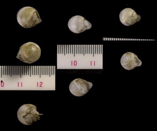 トゲスズガイ Jouannetia globulosa small