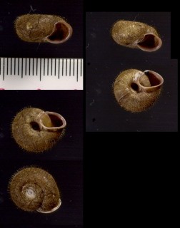 コケハダシワクチマイマイ 小毛膚皺口蝸牛 Moellendorffia diminuta small
