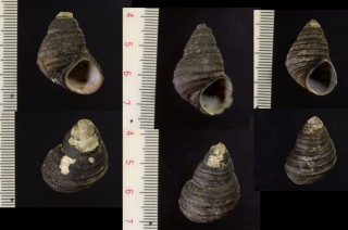 シマカクタニシ (仮称) Angulyagra polyzonata small