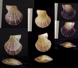 ヒメモオリニシキの一型 Chlamys dieffenbachi form suprasilis small