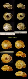 ノトマイマイ 能登蝸牛 Euhadra senckenbergiana notoensis small