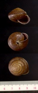クメジママイマイ 久米島蝸牛 Coniglobus mercatorius kumejimaensis small