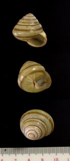 オモロヤマタカマイマイ Luchuhadra omoro small