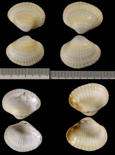 コーカサストリガイ (仮称) Monodacna colorata small