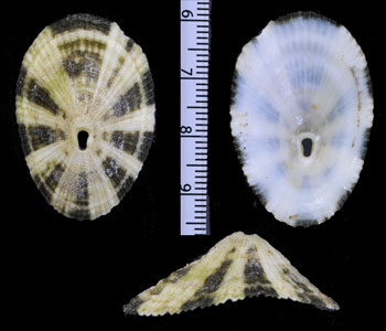 イタリーテンガイ Diodora italica small