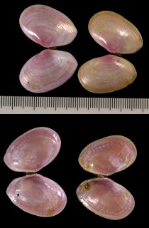 モモイロサギガイ Macoma nobilis small