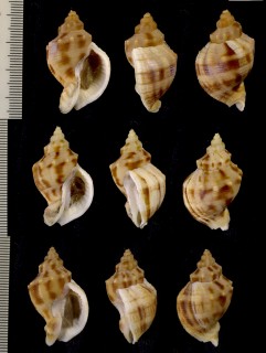 トラフミクリ Siphonalia cassidariaeformis conspersa small