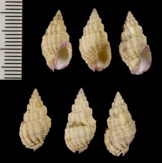 クチムラサキトクサバイ Phos cyanostoma small
