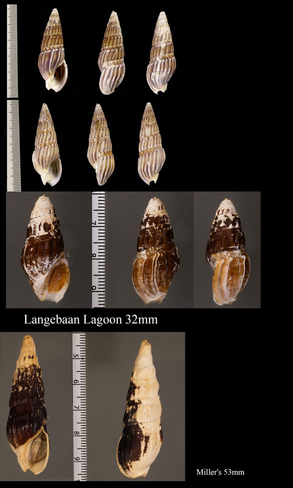 ロザリアクダマキの仲間 02 Clionella sinuata small