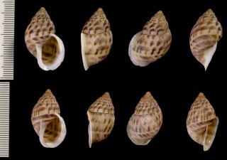 ペルートウガタマイマイの仲間04 Neopetraeus catamarcanus small