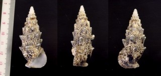 ツノブエガイ Pseudovertagus aluco small