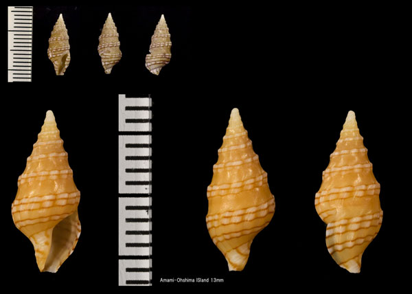 レンガマキシャジク 煉瓦巻車軸 Clavus lamberti small