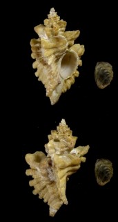 イギリスヨウラクの一種 Ocenebra erinacea hanleyi small