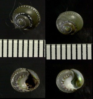 カザリクロヅケ Diloma piperinus small