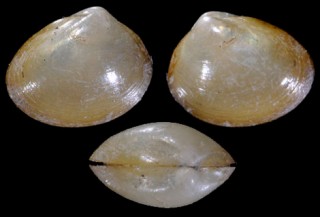 テラマチクルミガイ Ennucula teramachii small