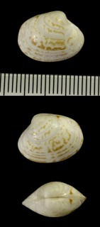 ムラクモハマグリ Pitar affine small