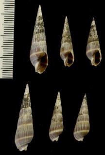 シロオビクロタケ Impages caerulescens small