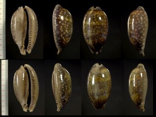 シマウマダカラ Macrocypraea zebra small