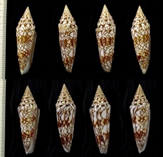 ハデミナシ Conus milneedwardsi small