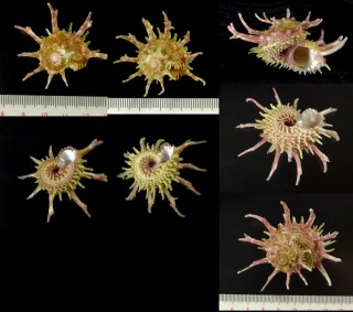 ショウジョウカタベ Angaria vicdani small