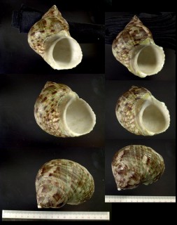 ミヒカリサザエ Turbo petholatus imperialis small
