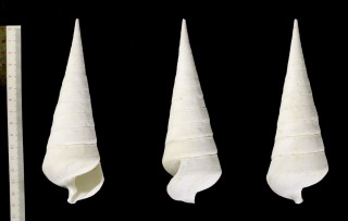 エンマノツノガイ Campanile symbolicum small