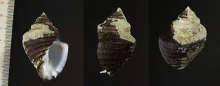 シマツノグチ Opeatostoma pseudodon small