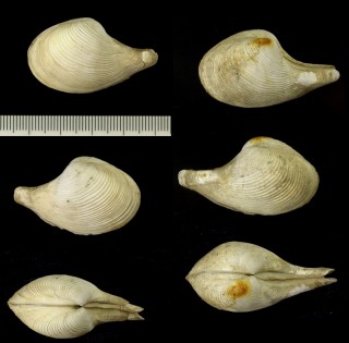 キバシシャクシ (キバシャクシガイ) Cuspidaria nobilis consimilis small