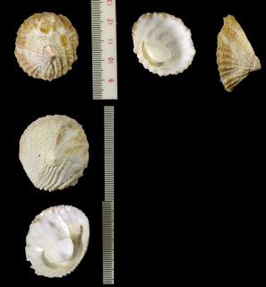 キリキナキジョウハイ (仮称) Crucibulum quiriquinae small
