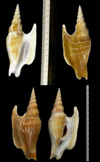 ヒメゴゼンソデ Strombus listeri small