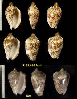 イナズマコオロギボラ Cymbiola nobilis small