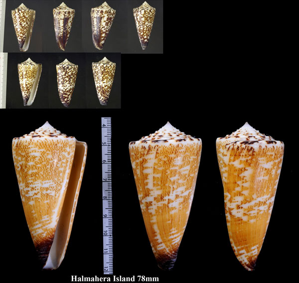 シシュウミナシ Conus thalassiarchus small