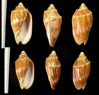 ベニコオロギボラ Cymbiola deshayesi small