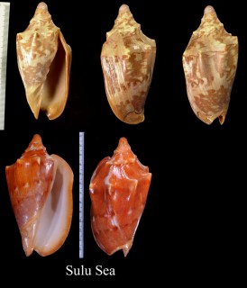 クレナイコオロギボラ Cymbiola aulica small