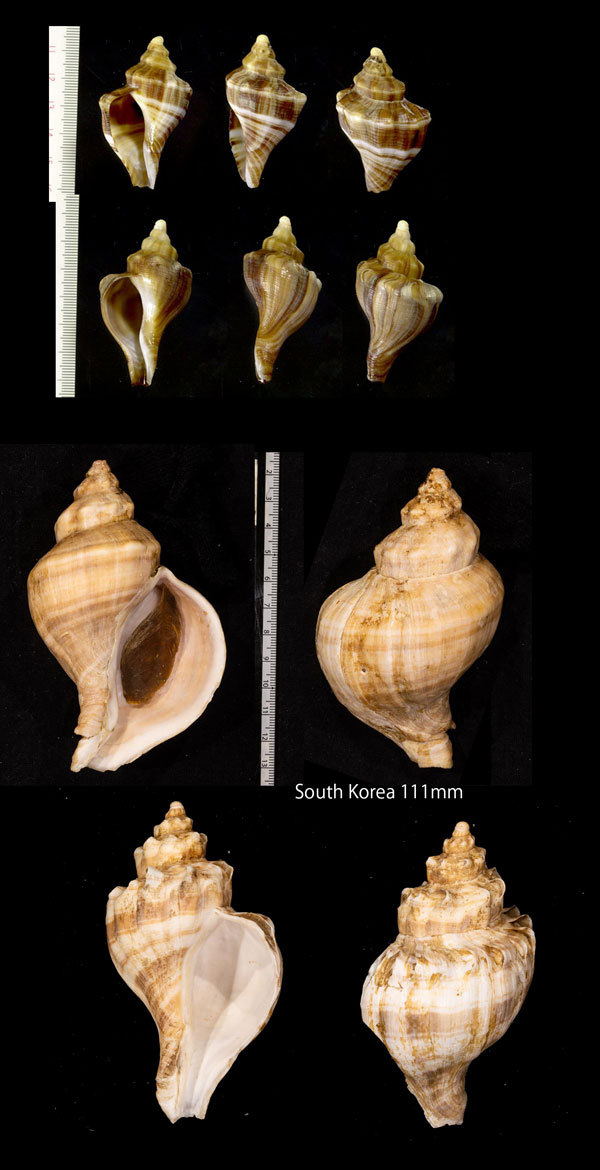 チョウセンボラ Neptunea arthritica cumingii small