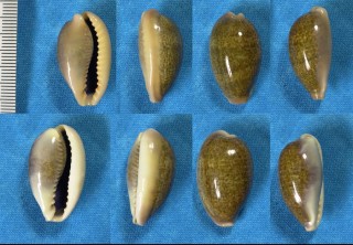 ナツメダカラ 棗宝 Erronea ovum ovum small